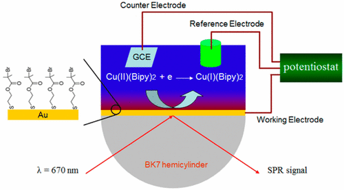 In Situ Investigation Of Electrochemically Mediated Surface Initiated