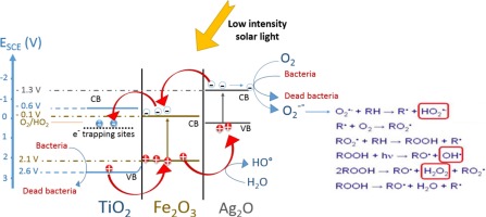 FeOx Magnetization Enhancing E. Coli Inactivation By Orders Of ...