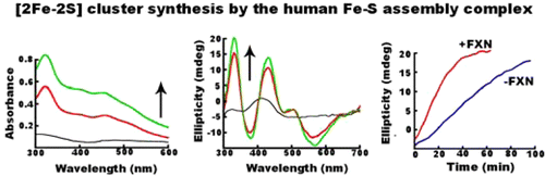 Frataxin 加速人类 Fe-S 组装复合体上 [2Fe-2S] 簇的形成,Biochemistry - X-MOL