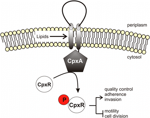 The Escherichia coli Envelope Stress Sensor CpxA Responds to Changes in ...
