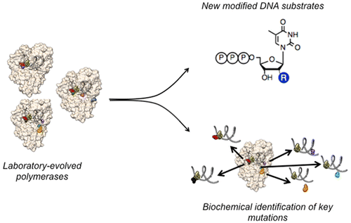Taq DNA聚合酶突变体和2'-修饰的糖识别,Biochemistry - X-MOL