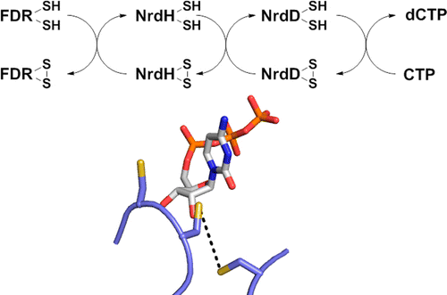 A Ferredoxin Disulfide Reductase Delivers Electrons to the ...