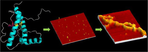 Conformational Switching and Nanoscale Assembly of Human Prion Protein ...