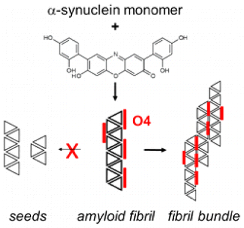 Stabilization of α-Synuclein Fibril Clusters Prevents Fragmentation and ...
