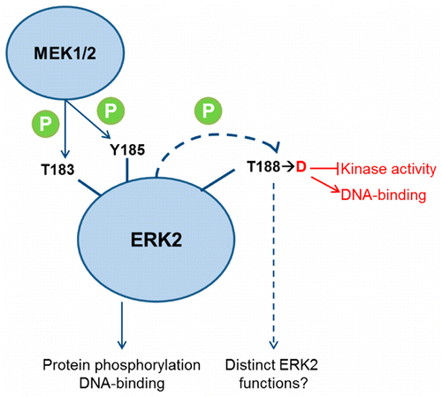 Phosphorylation or Mutation of the ERK2 Activation Loop Alters ...