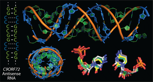 Pathogenic C9ORF72 Antisense Repeat RNA Forms a Double Helix with ...