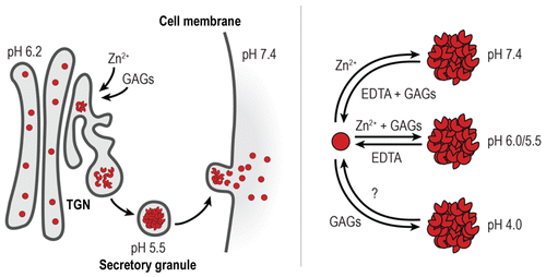 A Complex Dance: The Importance of Glycosaminoglycans and Zinc in the ...