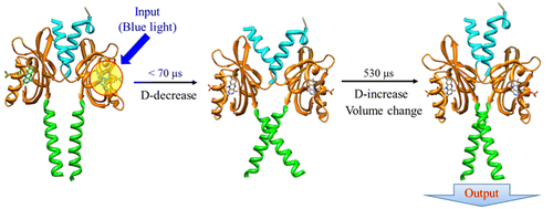 蓝光传感器蛋白YtvA的LOV和LOV接头域的光化学反应,Biochemistry - X-MOL