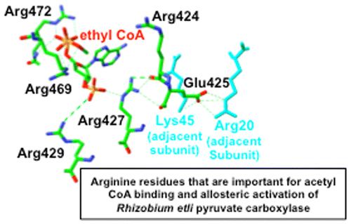Investigation of the Roles of Allosteric Domain Arginine, Aspartate ...