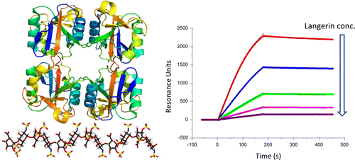 Kinetic And Structural Studies Of Interactions Between ...