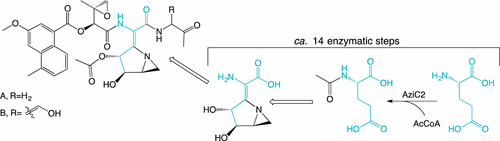 Priming of Azabicycle Biosynthesis in the Azinomycin Class of Antitumor ...
