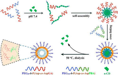 Glucose-Responsive Polymer Vesicles Templated By α-CD/PEG Inclusion ...