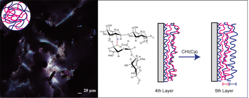 Interactions between Chitosan and Alginate Dialdehyde Biopolymers and ...