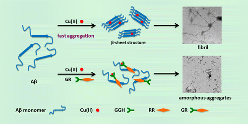 Study of a Bifunctional Aβ Aggregation Inhibitor with the Abilities of ...