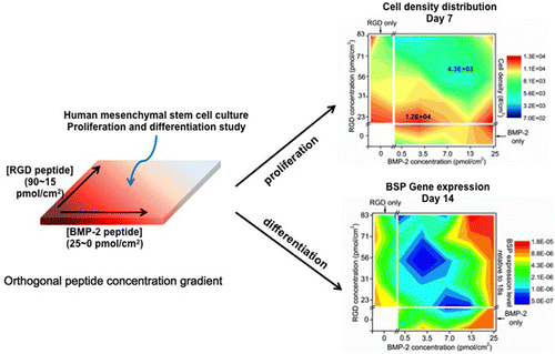 Concentration-Dependent hMSC Differentiation on Orthogonal ...