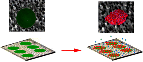 Porous Silicon-Based Cell Microarrays: Optimizing Human Endothelial ...