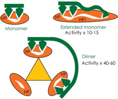 Enhanced potency of bivalent small molecule gp41