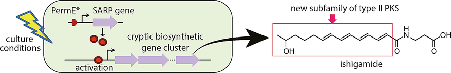 Production of a Novel Amide‐Containing Polyene by Activating a Cryptic ...