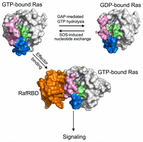 Ras Algorithm Animation Ras Conformational Ensembles, Allostery, and Signaling,Chemical Reviews ...