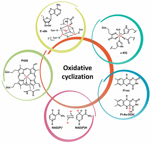 Oxidative Cyclization In Natural Product Biosynthesischemical Reviews