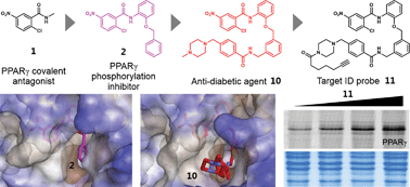 Mechanistic elucidation guided by covalent inhibitors for the ...