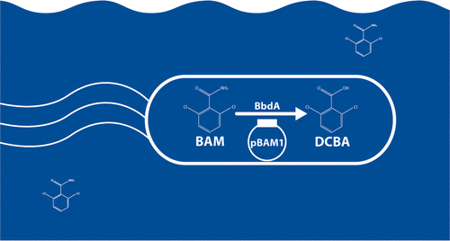 Identification of the Amidase BbdA That Initiates Biodegradation of the ...
