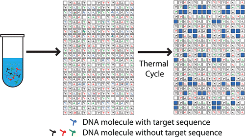Absolute Quantification of Enterococcal 23S rRNA Gene Using Digital PCR ...