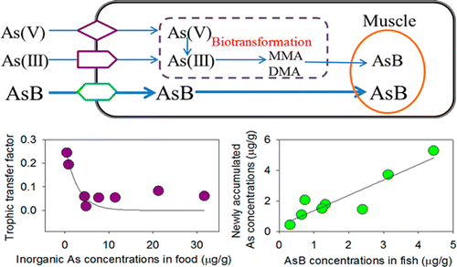 Comparison of Bioavailability and Biotransformation of Inorganic and ...