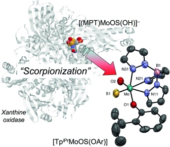 Scorpionate Complexes as Models for Molybdenum Enzymes,European Journal ...