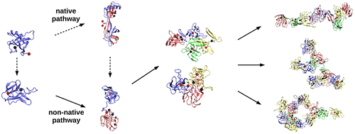 Assembly of Stefin B into Polymorphic Oligomers Probed by Discrete ...