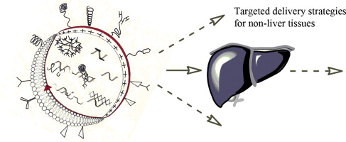 Going beyond the liver: Progress and challenges of targeted delivery of ...