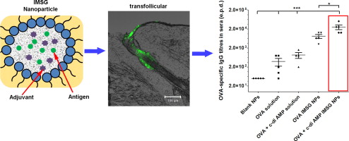 反胶束糖玻璃（IMSG）纳米粒子用于小卵泡接种,Journal of Controlled Release - X-MOL