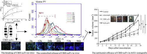 A collagen-binding EGFR single-chain Fv antibody fragment for the ...