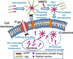 Enhancing Cancer Targeting And Anticancer Activity By A Stimulus ...