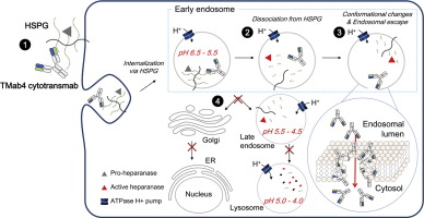 内体酸性pH诱导的溶质穿透抗体的构象变化介导内体逃逸,Journal of Controlled Release - X-MOL