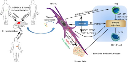 Mesenchymal stem cell and derived exosome as small RNA carrier and ...