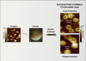 AFM visualization of sub-50nm polyplex disposition to the nuclear pore ...