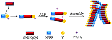 The Enzyme-instructed Assembly Of The Core Of Yeast Prion Sup35 To Form ...