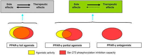 Peroxisome Proliferator-Activated Receptor γ (PPARγ) and Ligand ...