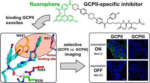 Design of Highly Potent Urea-Based, Exosite-Binding Inhibitors ...