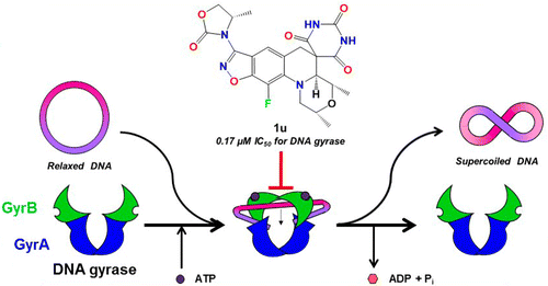 Discovery of Novel DNA Gyrase Inhibiting Spiropyrimidinetriones ...