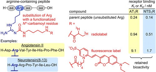 mimicking-of-arginine-by-functionalized-n-carbamoylated-arginine-as-a