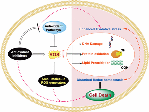Role of Reactive Oxygen Species (ROS) in Therapeutics and Drug ...