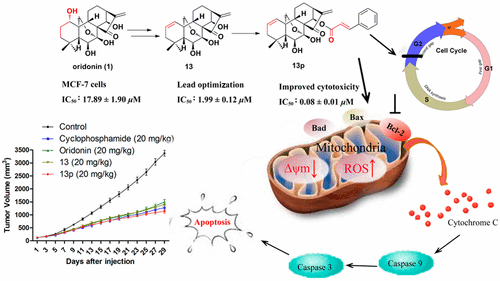 A Novel Potent Anticancer Compound Optimized from a Natural Oridonin ...