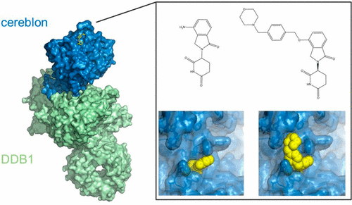 A Cereblon Modulator Cc 220 With Improved Degradation Of Ikaros And