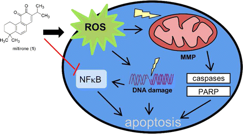 Miltirone Induces G2/M Cell Cycle Arrest and Apoptosis in CCRF-CEM ...