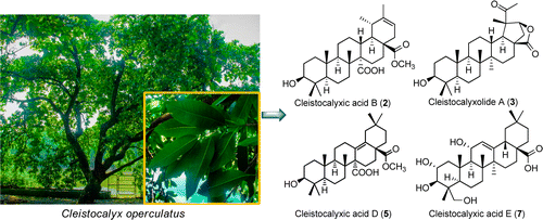 Bioactive Pentacyclic Triterpenoids from the Leaves of Cleistocalyx ...