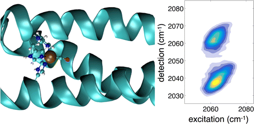 Histidine Orientation Modulates the Structure and Dynamics of ade ...