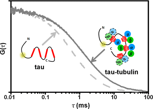 Tau R1 R2 R3 R4 Tau Binds to Multiple Tubulin Dimers with Helical Structure,Journal of ...