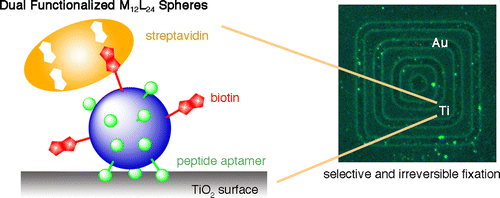 Bridging Adhesion Of A Protein Onto An Inorganic Surface Using Self Assembled Dual